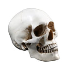 Wikinger Deko Totenschaedel aus Resin – detailgetreue, lebensgrosse Schaedel-Replik mit realistischer Knochenstruktur und Patina auf weissem Hintergrund.